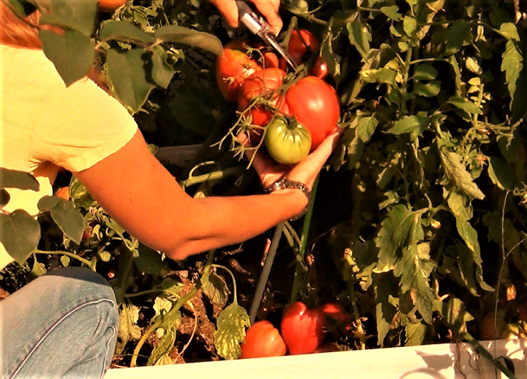 Когда начинать обрабатывать помидоры от фитофторы: нужно это делать весной или лучше летом, утром или вечером, как часто, при какой погоде,?