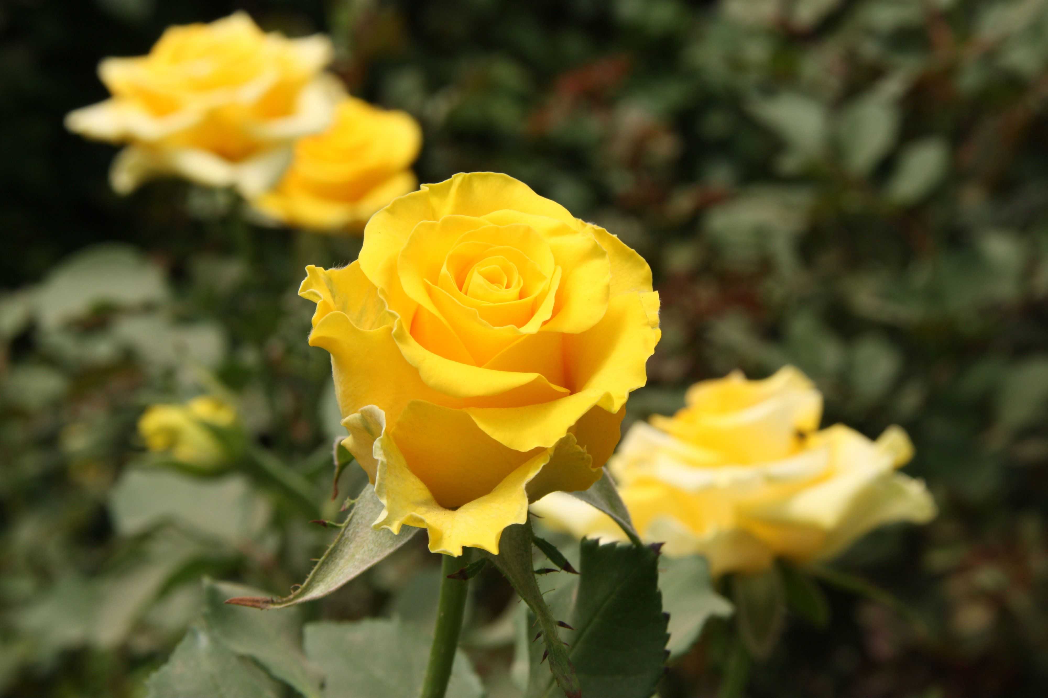 Цвета роз: значение и символика. когда и кому дарить белые, красные, желтые розы - sadovnikam.ru