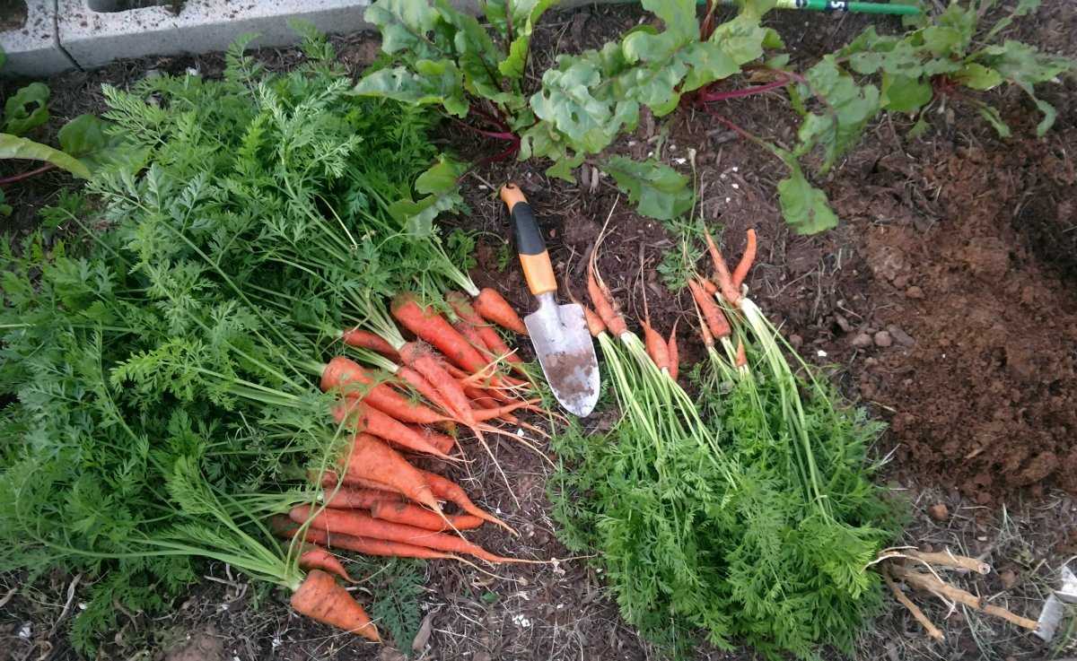 Когда убирать морковь с грядки на хранение в 2021 году: сроки, как хранить
