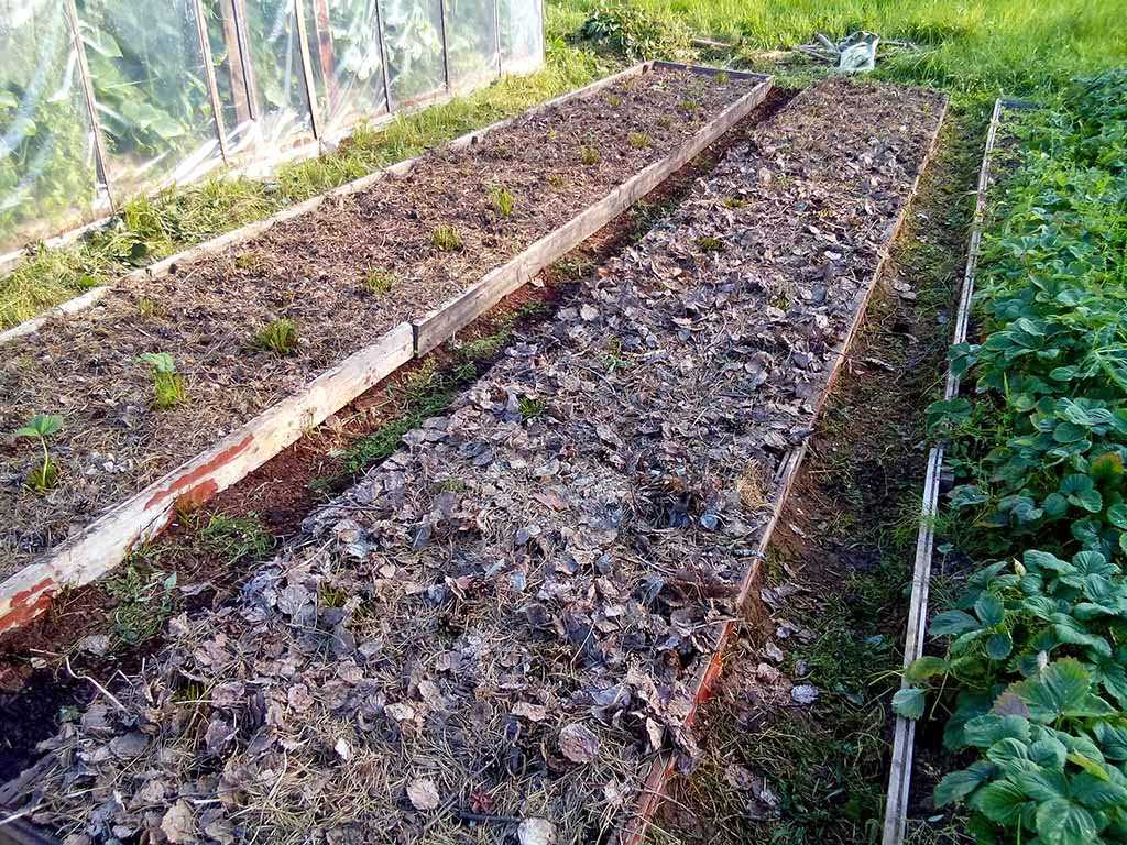 Подготовка почвы для посадки и выращивания клубники, требования к кислотности, влажности грунта