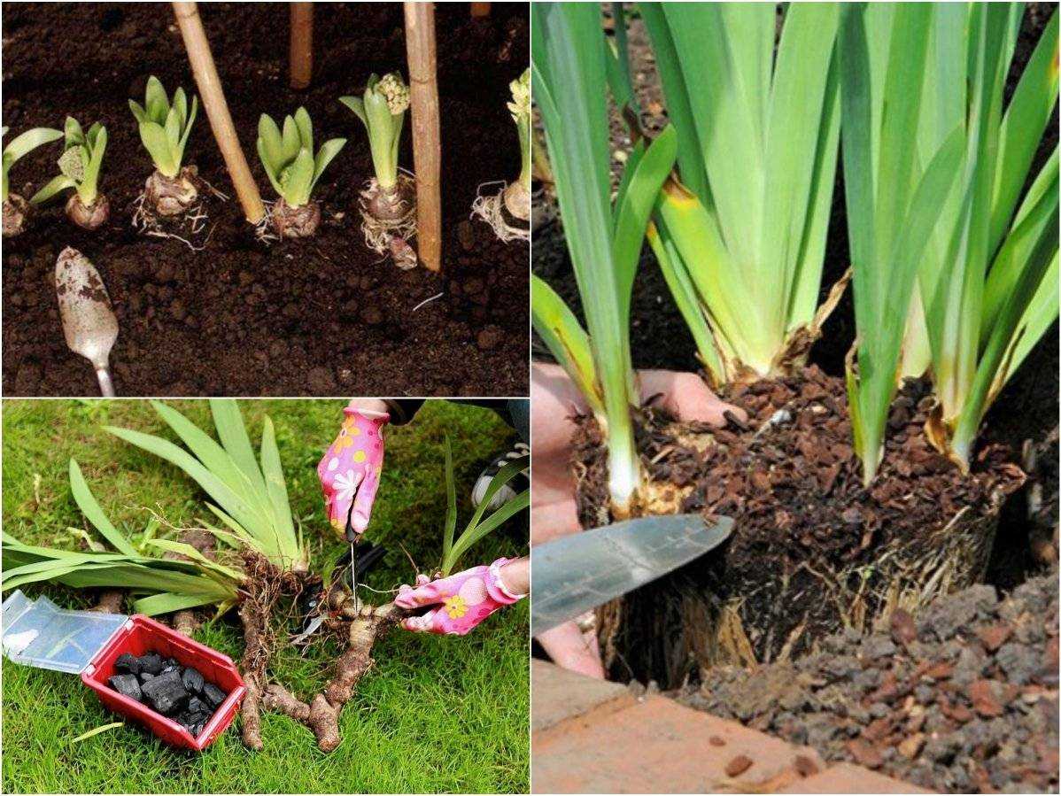 Как посадить ирисы осенью — пошаговая инструкция