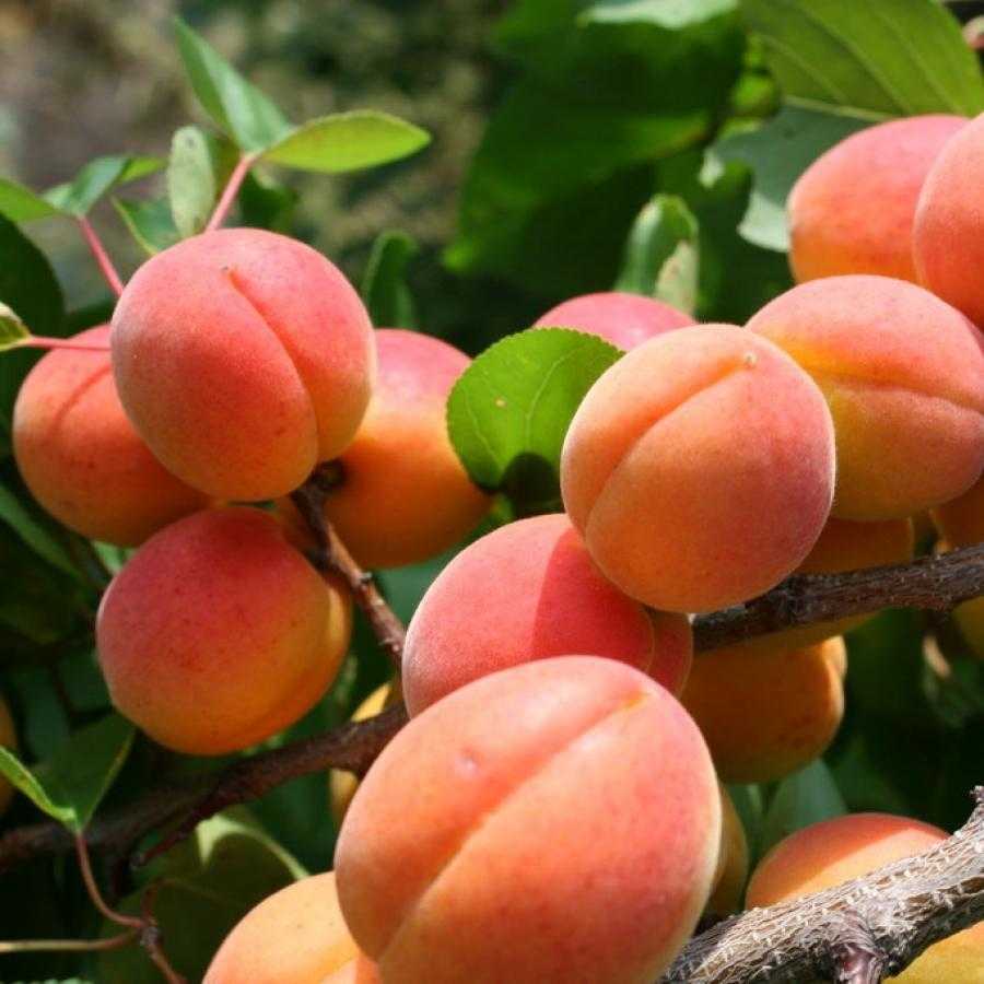 Описание абрикоса алеша – особенности сорта и уход за деревом