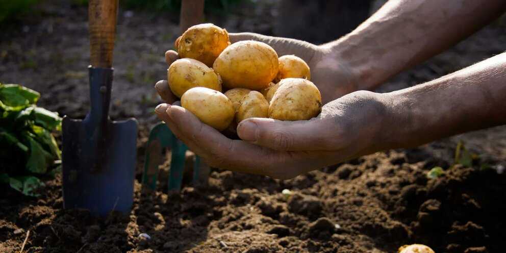 Особенности посадки картофеля на второй урожай за лето: сроки, подходящие сорта, подготовка почвы и посадочного материала Особенности ухода, отзывы