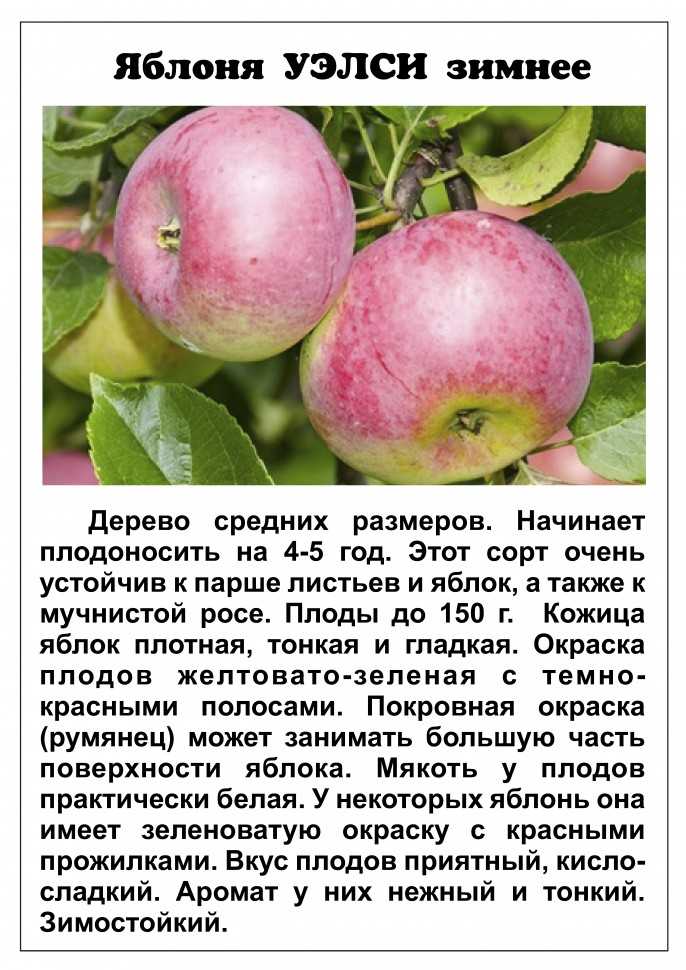 Описание сорта яблони услада: фото, отзывы и посадка