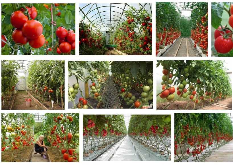 Правильная посадка помидоров в теплице > схема высадки + подробные видео + фото