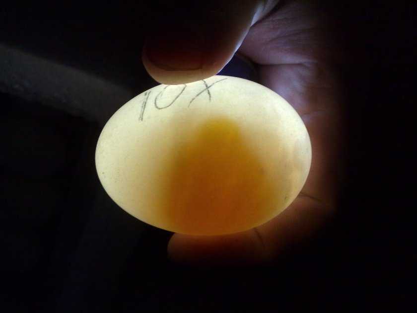 Овоскопирование гусиных яиц по дням в домашних условиях