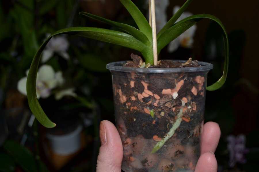 Грунт для орхидеи фаленопсис и других сортов цветка: какой субстрат нужен, что лучше выбрать, как правильно сделать самому?