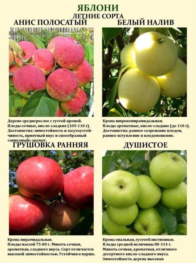 Рассказываем про сорта яблонь в беларуси