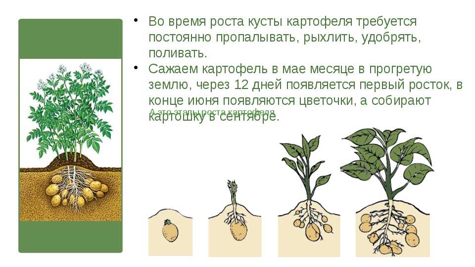 Ель белобок (picea pungens bialobok): описание и фото, использование в ландшафтном дизайне, размеры дерева