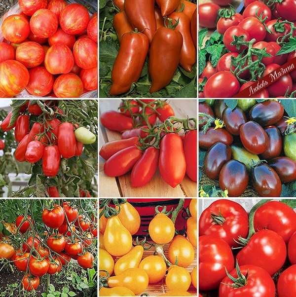 Фото лучших сортов томатов с описаниями Томаты любимы многими Касается это и огородников Очень многие хотят выращивать именно эти овощи Причем выращивать можно