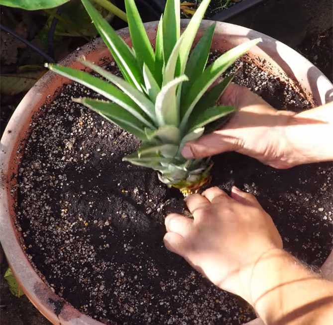 Как вырастить ананас, в том числе в домашних условиях из верхушки и не только, инструкция по выращиванию дома + видео