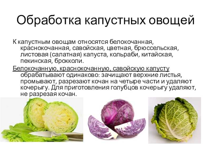 Обработка капустных овощей. Цветная, брюссельская, кольраби, савойская капуста .. Технологическая последовательность обработки белокочанной капусты. Схема обработки капустных овощей. Первичная обработка капустных овощей схема.