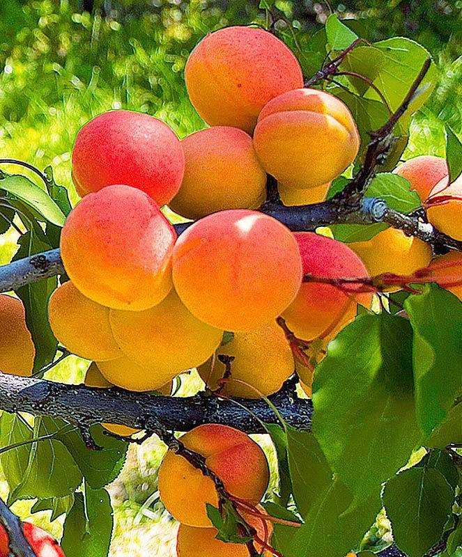 Описание сорта абрикосов лель и уход за деревьями