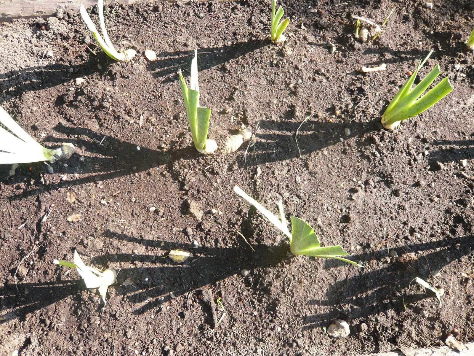 Посадка ирисов весной и осенью: когда и как посадить, чтобы цвели пошагово с видео