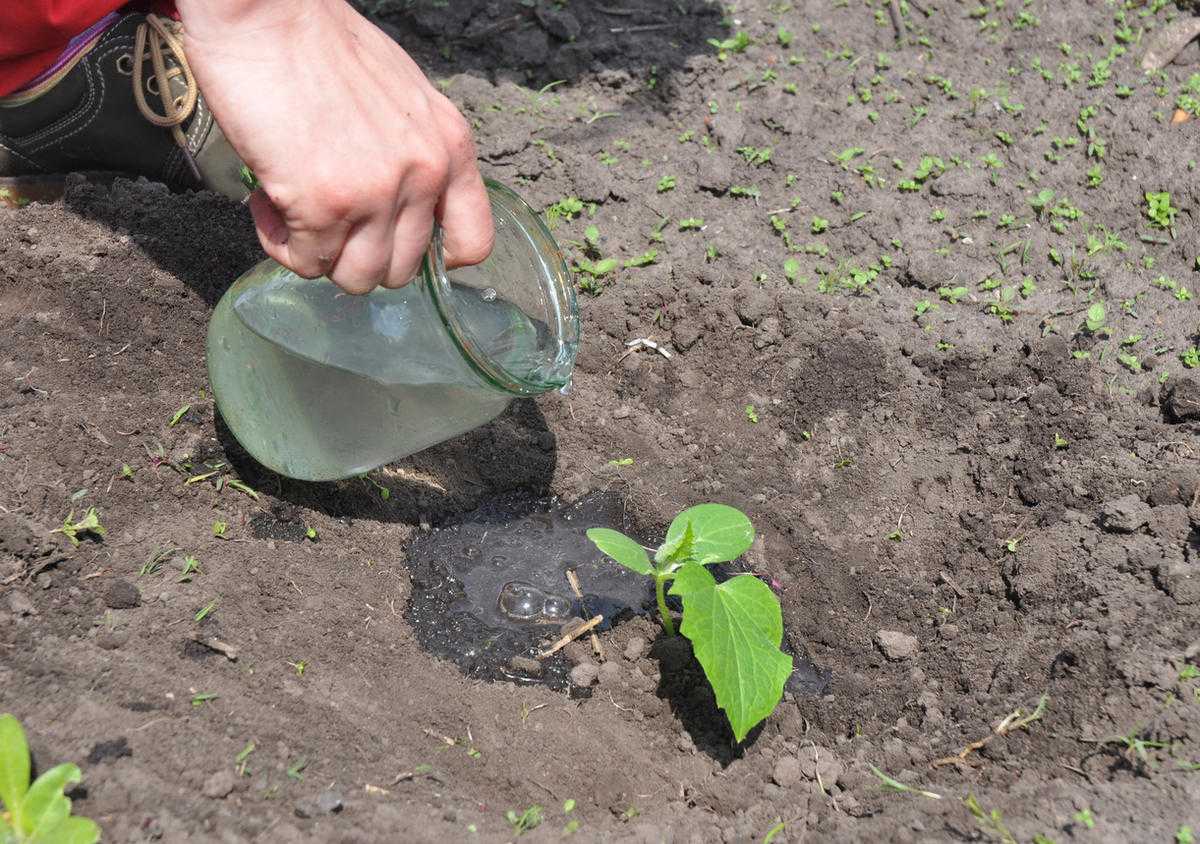 Выращивание огурцов под пленкой: преимущества спандбонда, правила применения