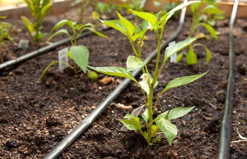 Когда и как высаживать рассаду перца в открытый грунт и теплицу: сроки и правила высадки