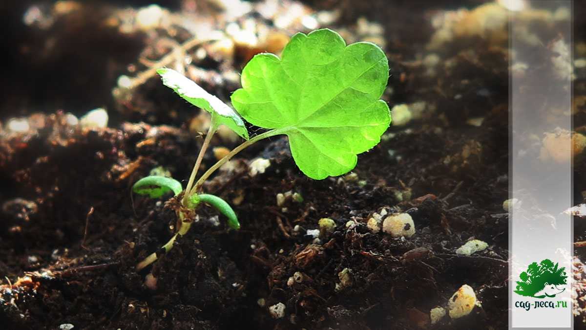 Морошка: посадка и уход в подмосковье, выращивание в саду из семян на даче, в домашних условиях на рассаду