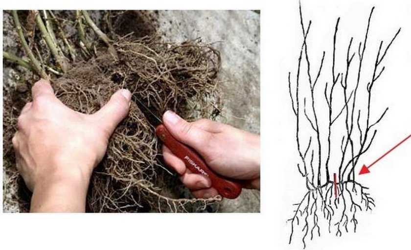 Размножение шиповника семенами и черенками - методы ухода за ростками