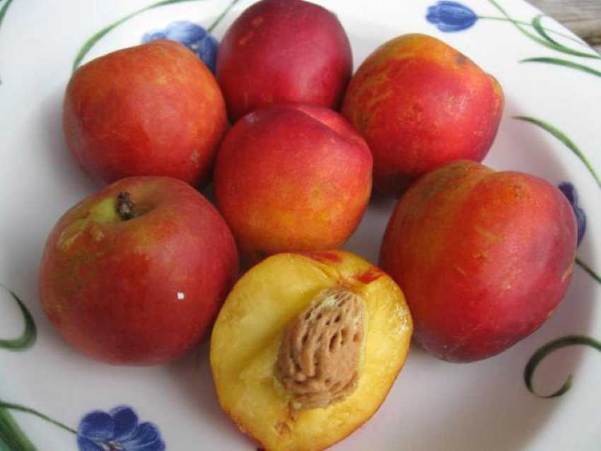 Слива персиковая, описание сорта, фото: важная информация для садоводов
