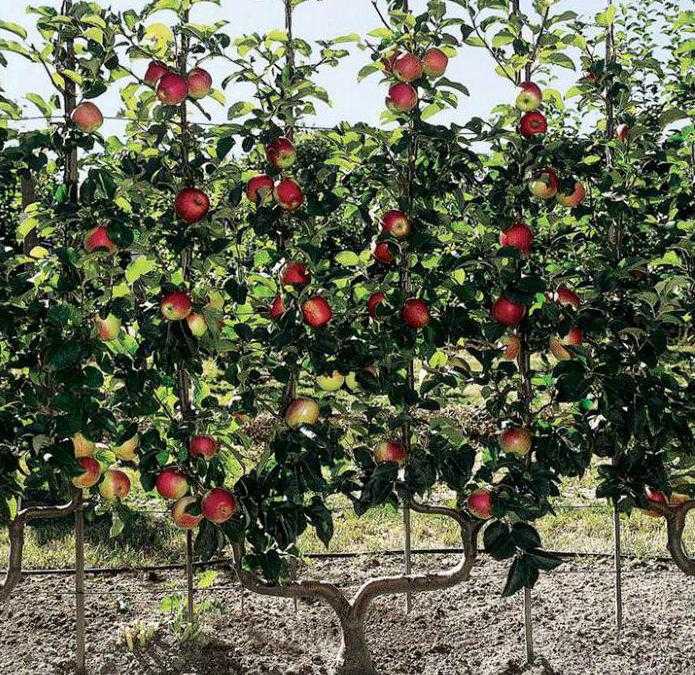 Скороплодные сорта яблонь для подмосковья - дневник садовода semena-zdes.ru