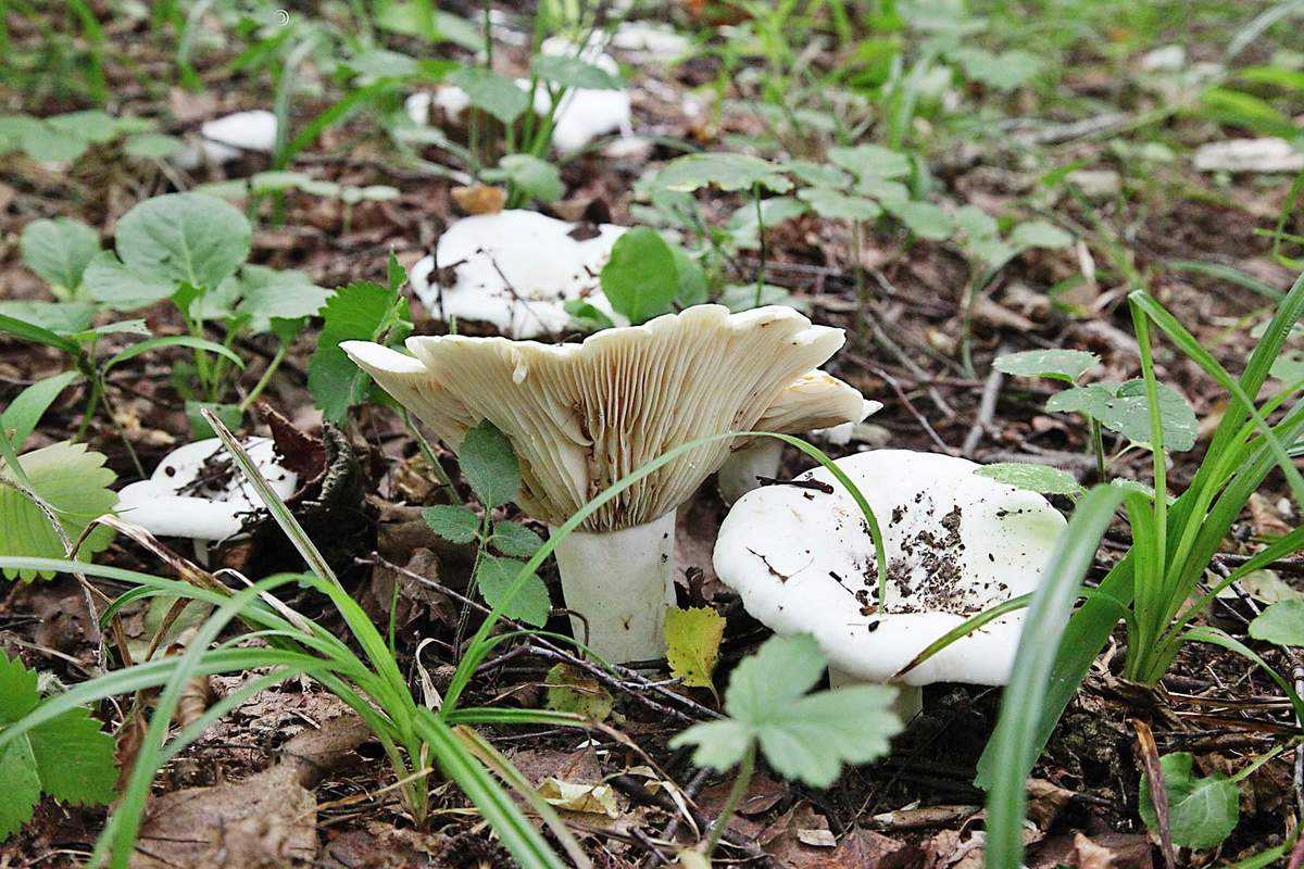 ✅ грибы скрипуны фото и описание как готовить - dobropovar.ru