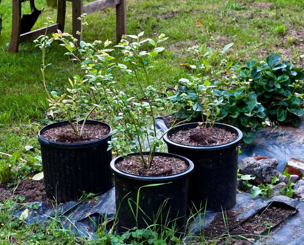 Особенности садовой черники: правила посадки, выращивания и размножения