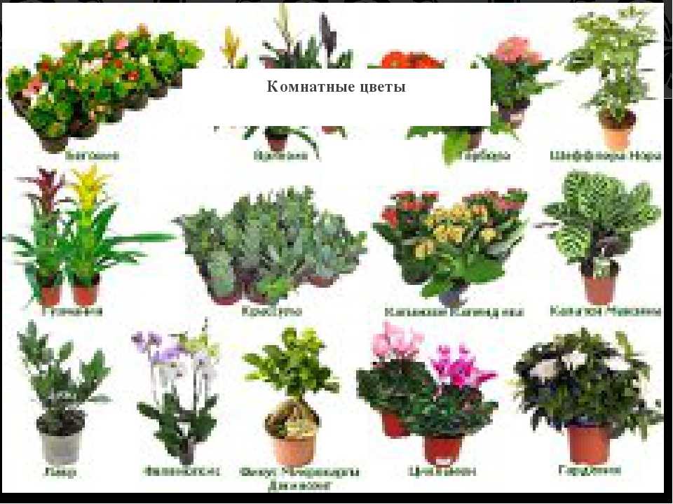 🏵 комнатные домашние растения и цветы: фото и названия, разновидности