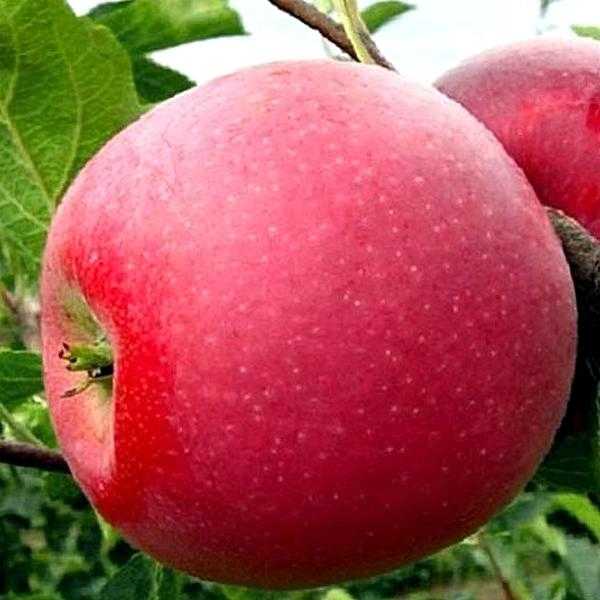 Яблоня сорта флорина: описание и характеристика, агротехника посадки и ухода за деревом, фото, отзывы