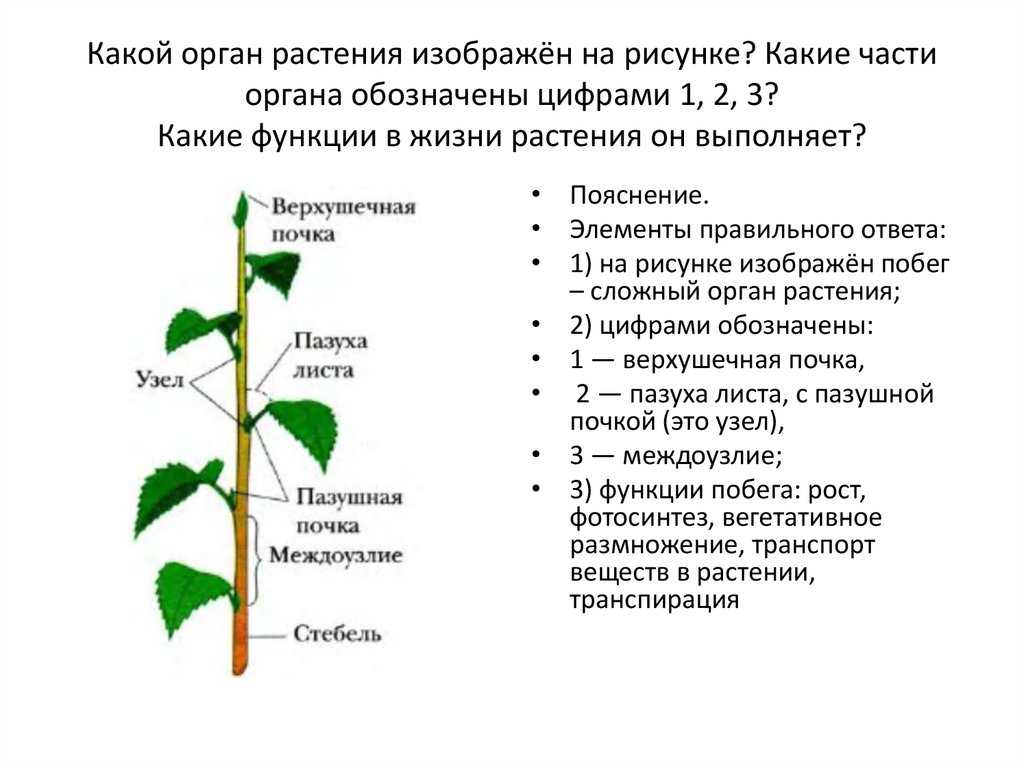 В каких органах растения протекает процесс. Функции верхушечной почки. Строение растения. Строение побега. Функции почек растений.
