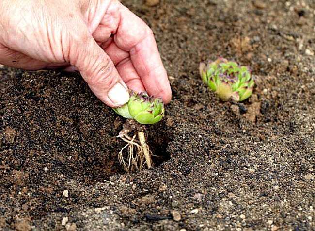 Смолка махровая пользуется популярностью среди садоводов из-за неприхотливости к условиям выращивания, простоты посадки и ухода