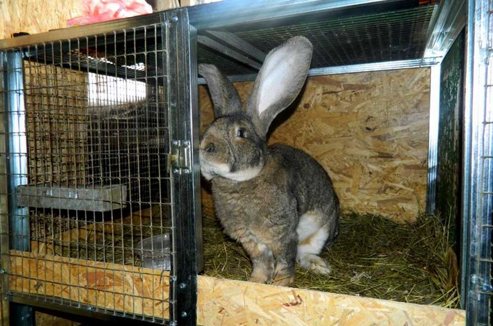Кролики великаны: обзор пород, разведение и выращивание