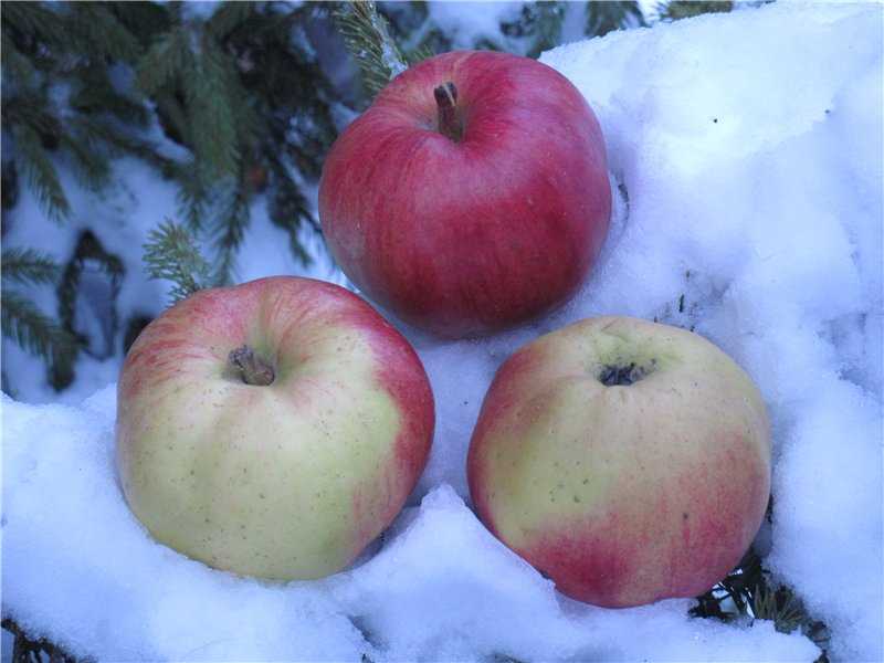 Зимостойкие сорта яблонь для сибири, подмосковья и урала: 20 лучших сортов, отзывы