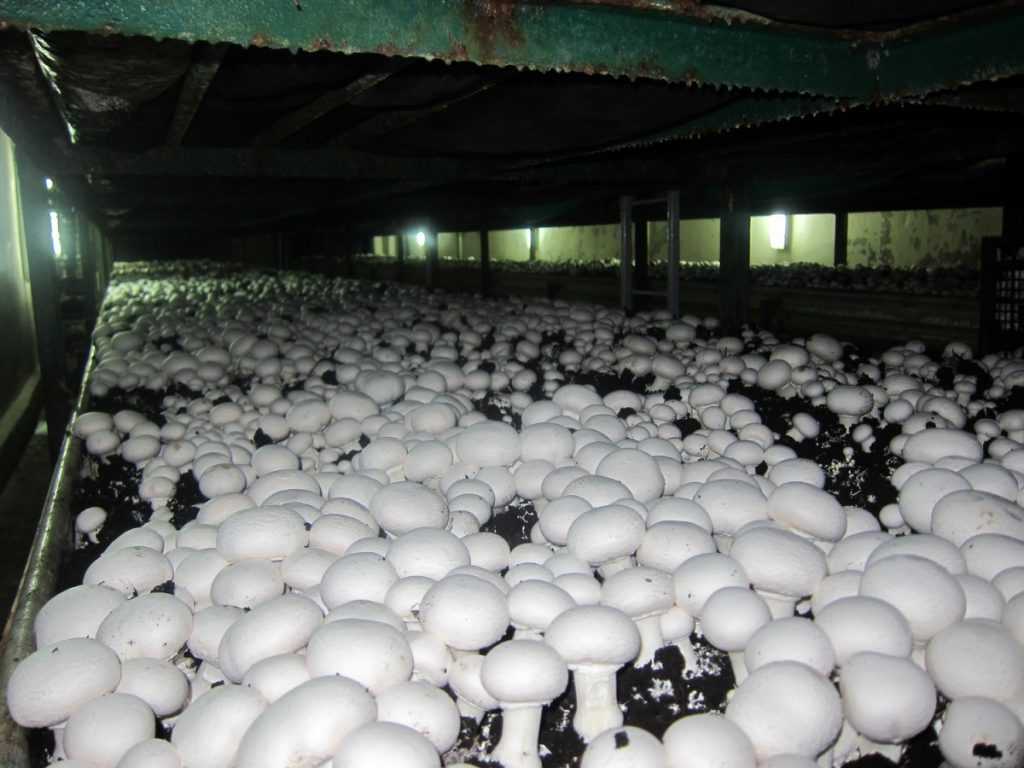 Как выращивать грибы в теплице - советы бывалых дачников.
