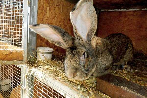 Кролики фландр: описание и характеристика породы, разведение и содержание в домашних условиях, чем кормить, фото