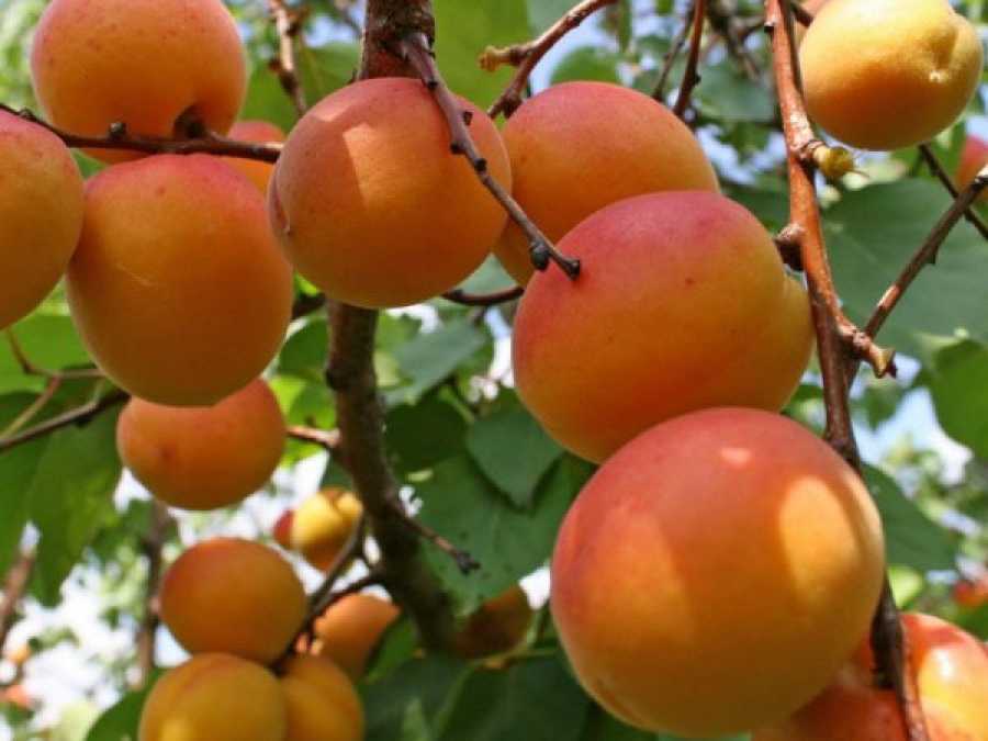 Зимостойкие сорта абрикосов: самые лучшие, вкусные, морозоустойчивые для сибири, урала, подмосковья, отзывы о выращивании