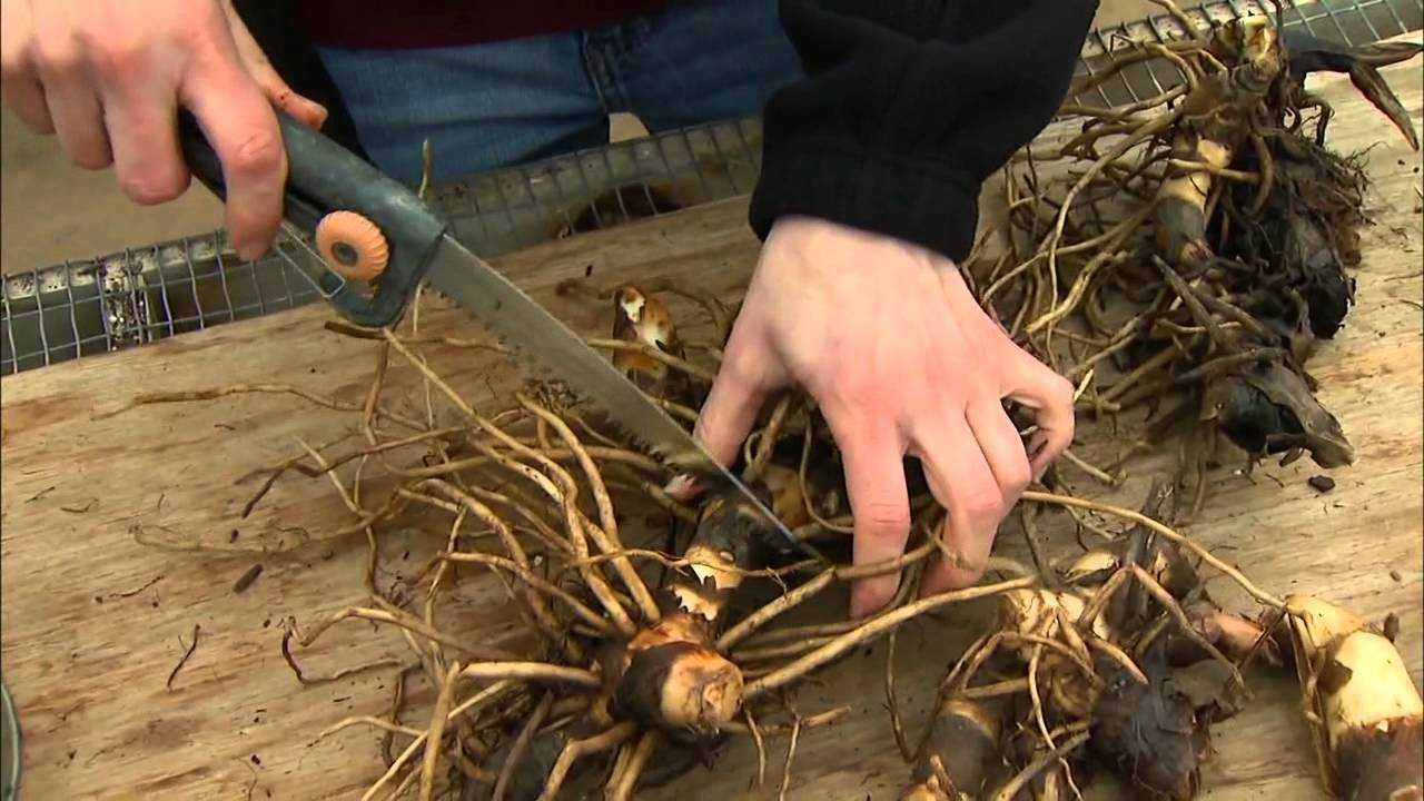 Как лучше хранить зимой луковицы гладиолусов, лилий, георгинов, канн, калл, бегоний, тюльпанов
