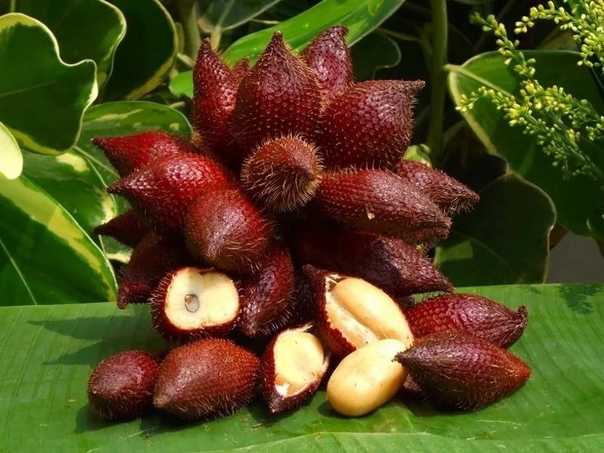 Описание тайской пальмы салак, полезные свойства фруктов и советы по выращиванию в домашних условиях