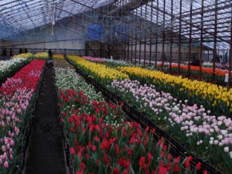 Что нужно для выращивания тюльпанов в теплице - главные требования, нюансы и секреты