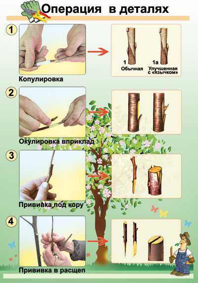 На какие деревья делают прививки