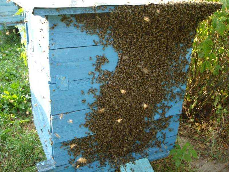 Незваные гости: что делать при появлении пчёл на даче или дома