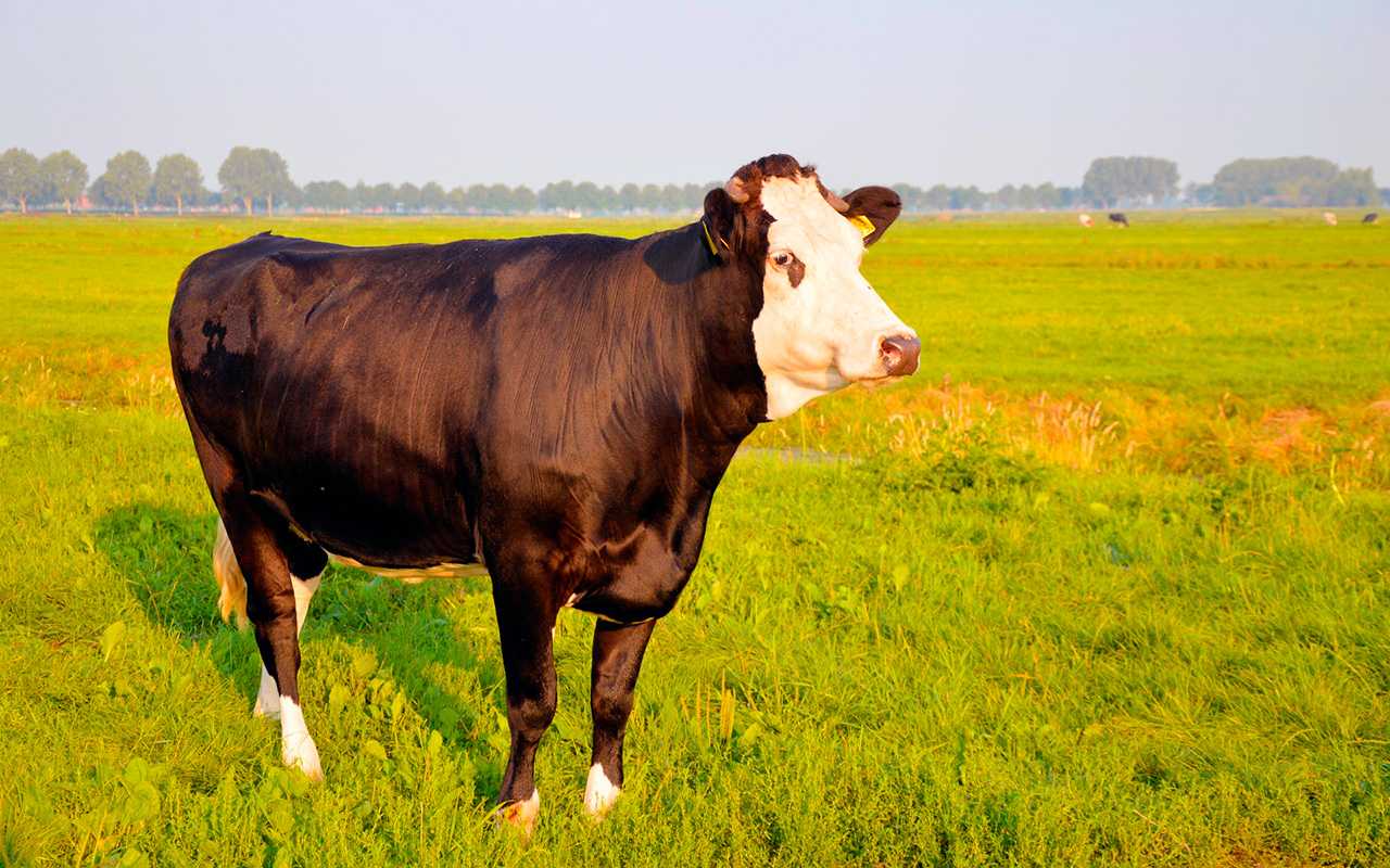 Холмогорская порода коров: характеристика, содержание и уход