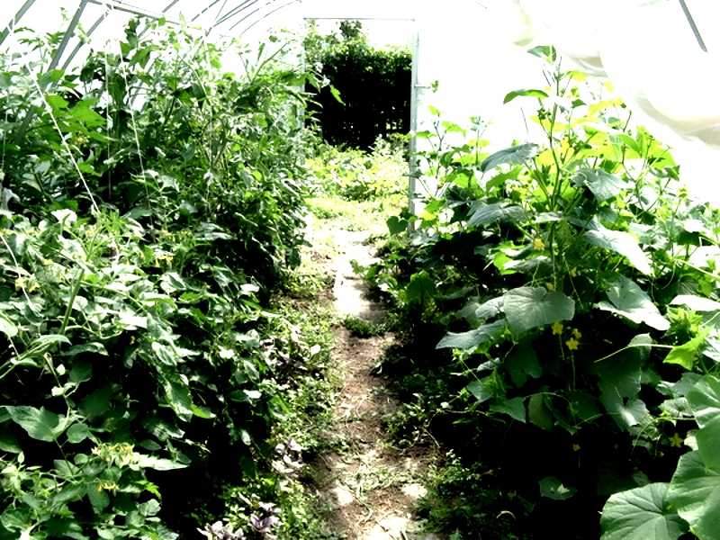 Можно ли сажать в одной теплице огурцы и помидоры – секреты совместного выращивания