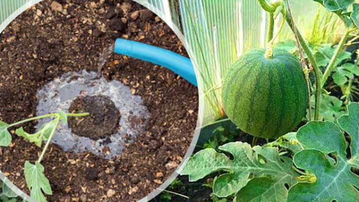 Чем подкормить арбузы: лучшие подкормки для рассады и посадок летом и осенью, какие удобрения увеличивают плоды, как выбрать лучший состав