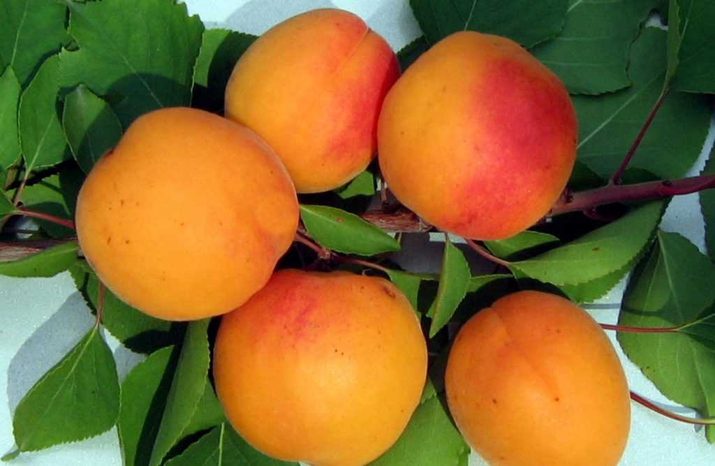 Описание абрикоса сорта лель: характеристики, фото, отзывы садоводов
