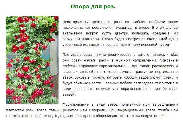 Как ухаживать за плетистой розой. Плетистые розы посадка весной. Плетистые розы в средней полосе России.