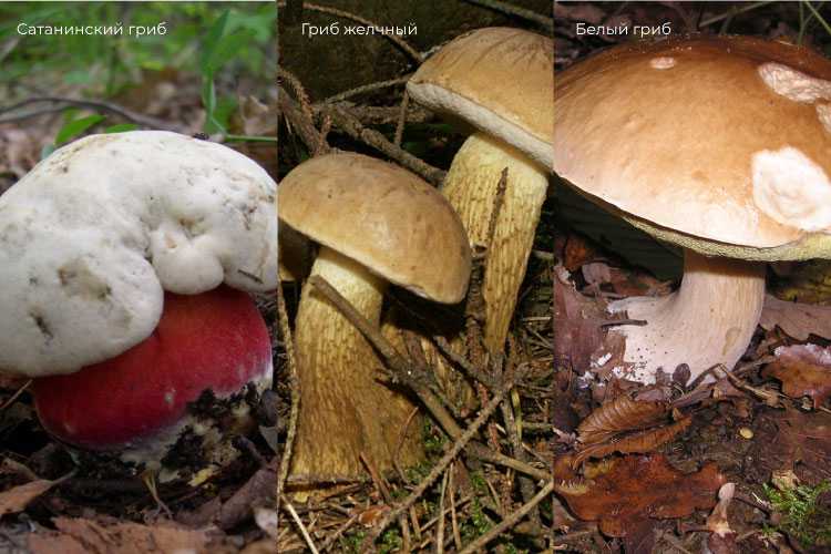 В каких лесах растет белый гриб? когда собирать белый гриб? грибные места :: syl.ru