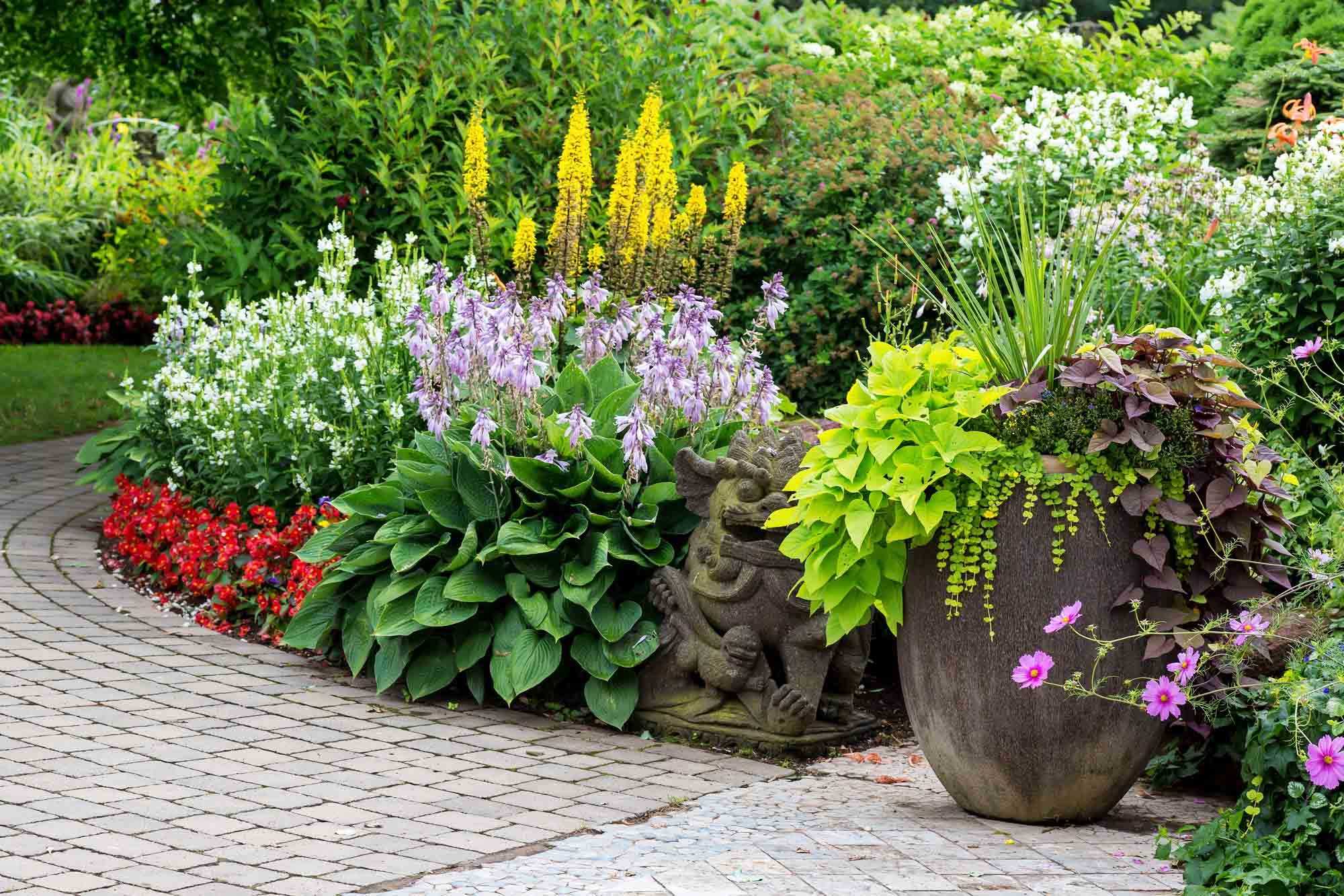 Цветок камелия – как правильно поливать и подкармливать растение, особенности пересадки и размножения - огород, сад, балкон - медиаплатформа миртесен