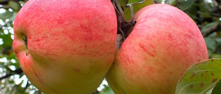 Хорошие сорта яблонь для украины: их фото с названием и описанием