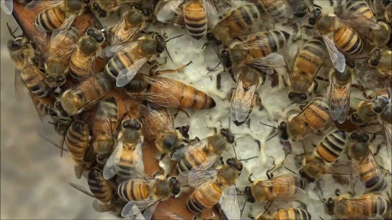 Карпатская порода пчел: особенности содержания. что представляет собой карпатская порода пчел?