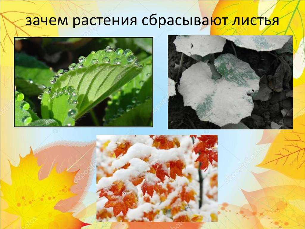 ᐉ почему опадают листья у комнатных растений – что делать, если листья у цветов опадают - roza-zanoza.ru